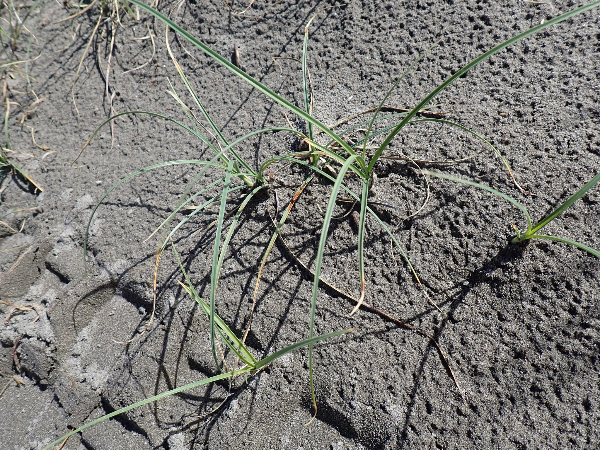 Imagem de Carex pumila