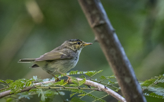 Phylloscopus plumbeitarsus