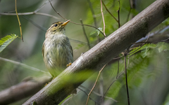 Phylloscopus plumbeitarsus