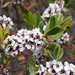 Taxandria conspicua abrupta - Photo 由 Leon Perrie 所上傳的 (c) Leon Perrie，保留部份權利CC BY-NC