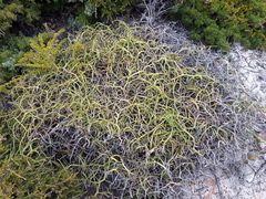 Platysace compressa