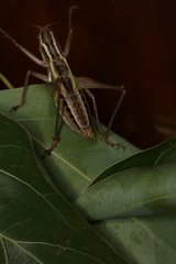 Metaballus brevipennis