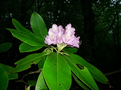 Rhododendron catawbiense