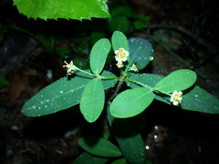 Euphorbia pubentissima