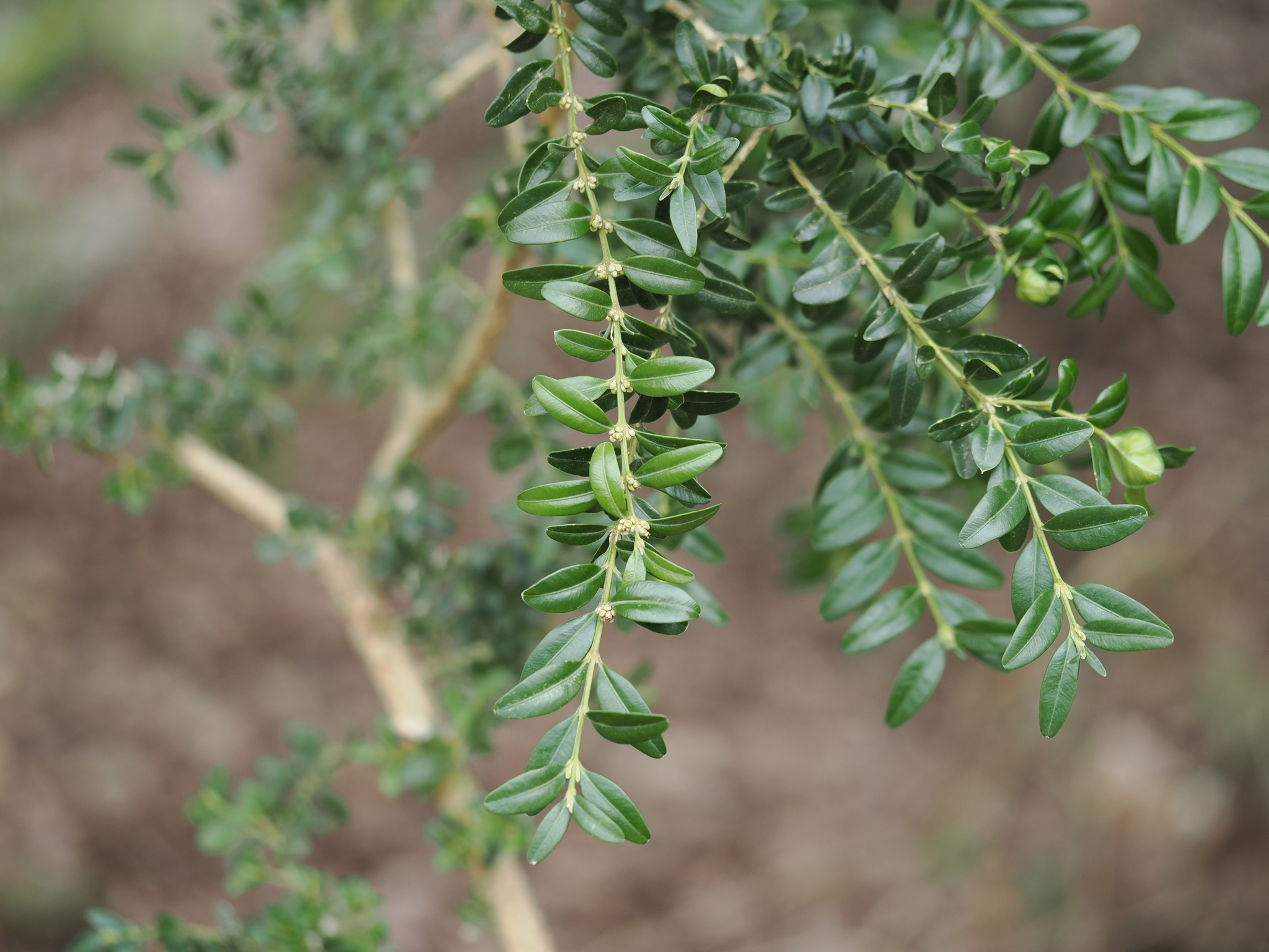 Buxus sempervirens