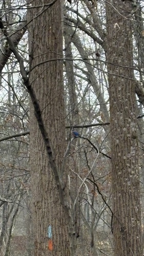 Eastern Bluebird