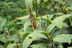 Cinnyris mariquensis