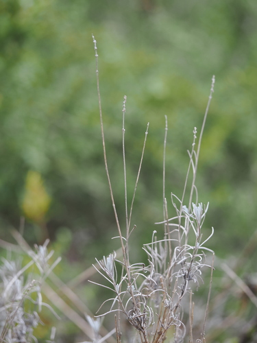 Lavanda