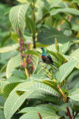 Cinnyris mariquensis