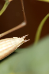 Metaballus brevipennis