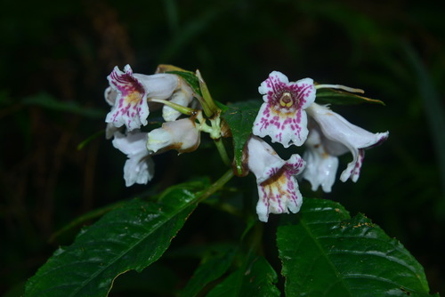 Hemiboea