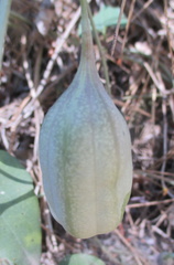 Aristolochia baetica