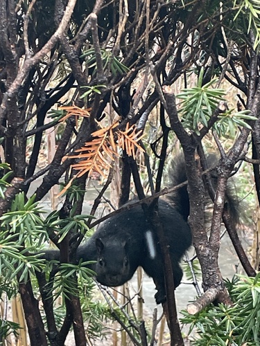 Eastern Gray Squirrel