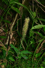 Habenaria pantlingiana