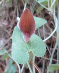 Aristolochia baetica