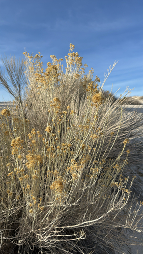iNaturalist observation 2025-12-30