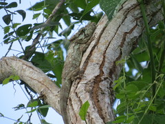 Anolis porcus