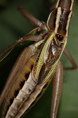 Metaballus brevipennis