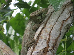 Anolis porcus