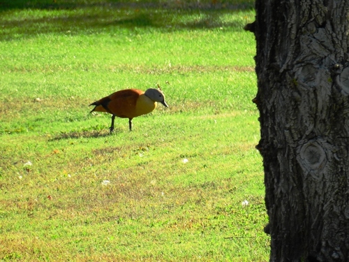 iNaturalist: (c) Eliot Stein-Deffarges J., some rights reserved (CC BY-NC), uploaded by Eliot Stein-Deffarges J. iNaturalist image