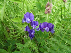 Lathyrus humilis