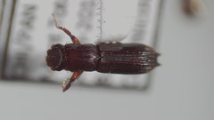 Platypodinae