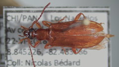 Statira