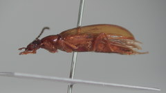 Statira