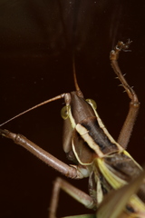 Metaballus brevipennis