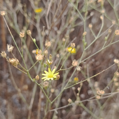 Texas Snakeweed (Gutierrezia texana)