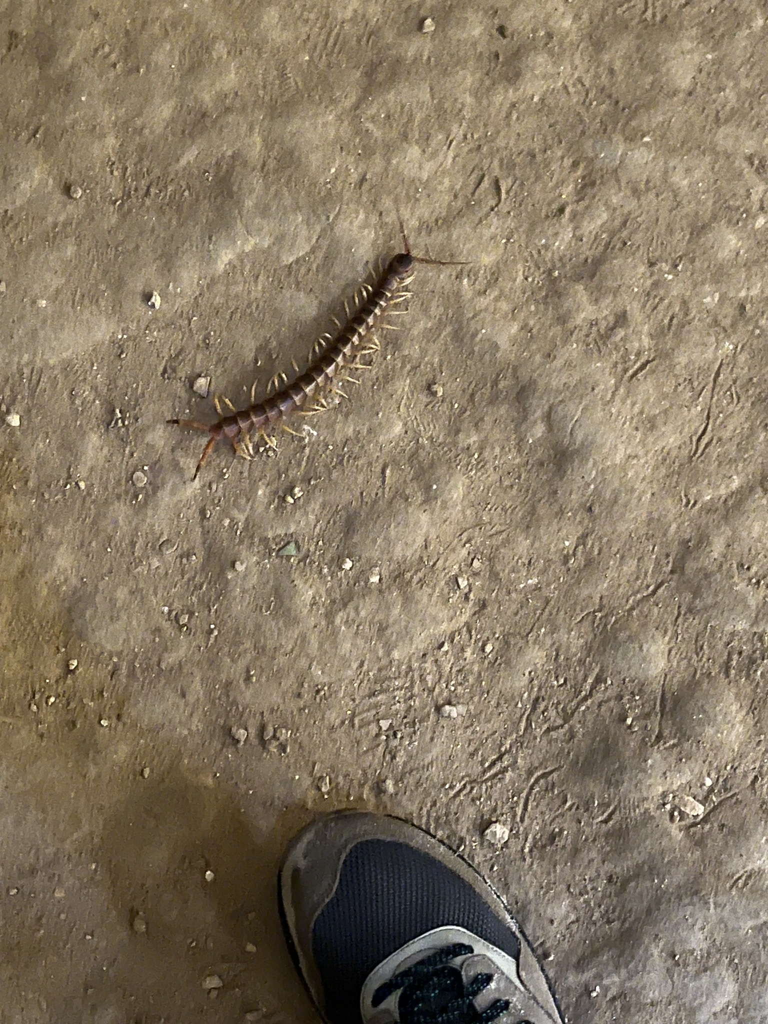 Scolopendra gigantea Linnaeus, 1758