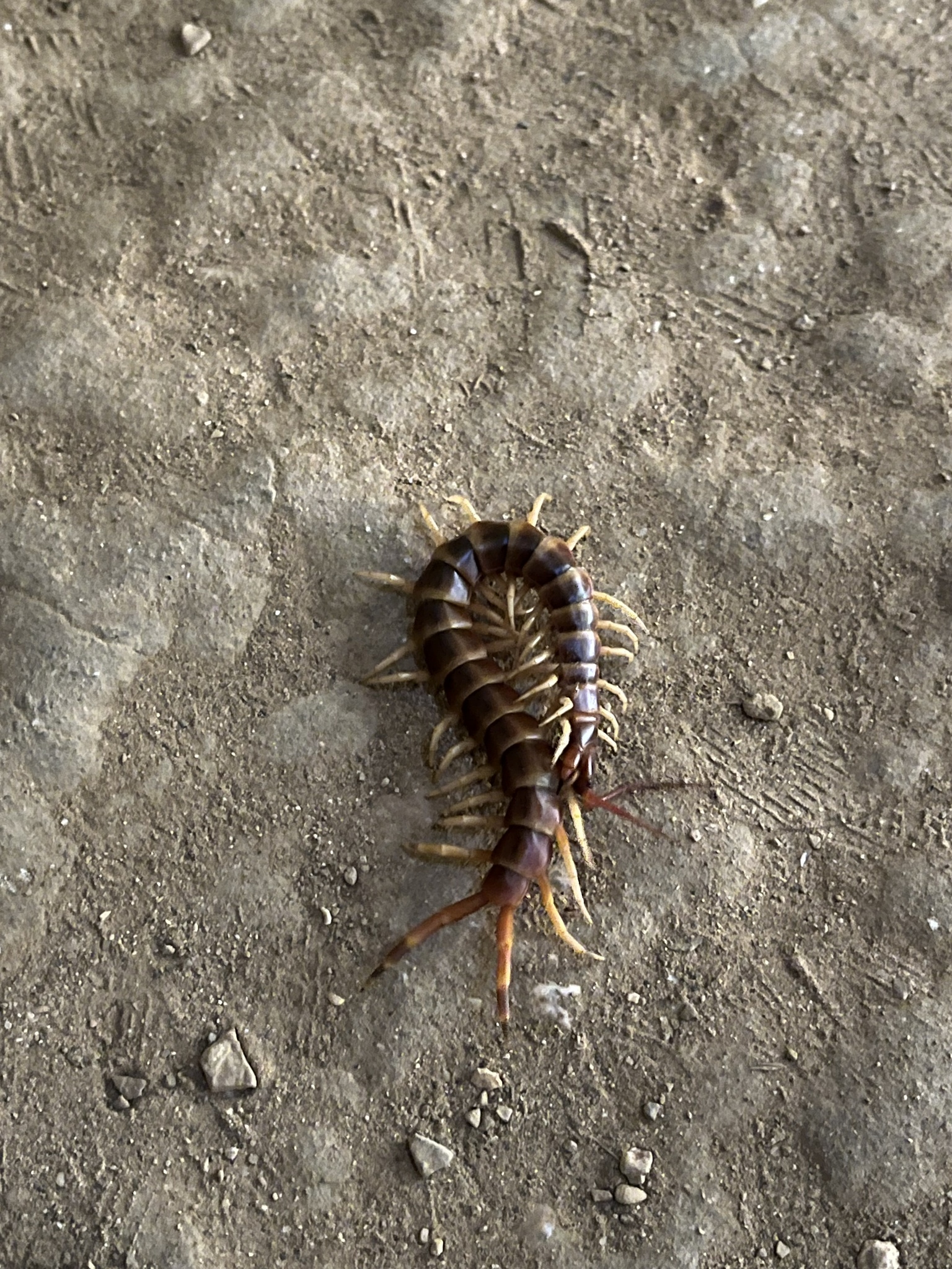 Scolopendra gigantea Linnaeus, 1758