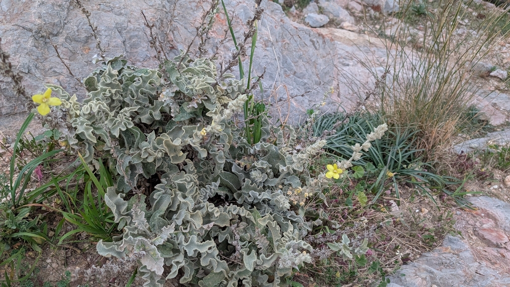 Verbascum undulatum; photograph (c) Erin Lalime, some rights reserved (CC BY)