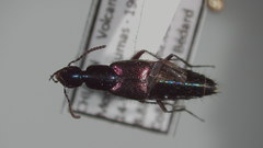 Chroaptomus regalis