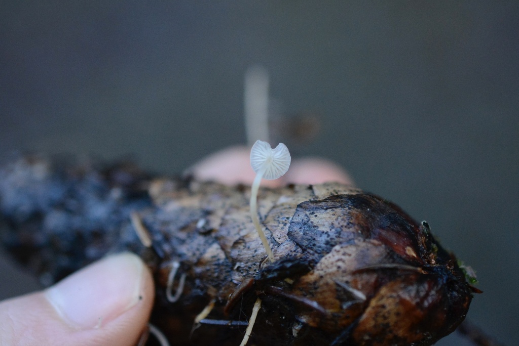 Strobilurus esculentus · January 2026 · photo: © cryptomarasmius (iNaturalist, cc-by)