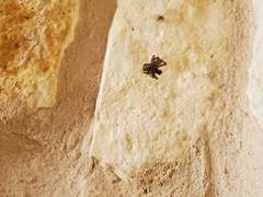 Araneae