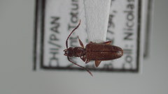 Telephanus