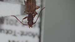 Telephanus