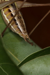 Metaballus brevipennis