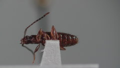 Telephanus