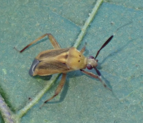 Notholopus filicornis