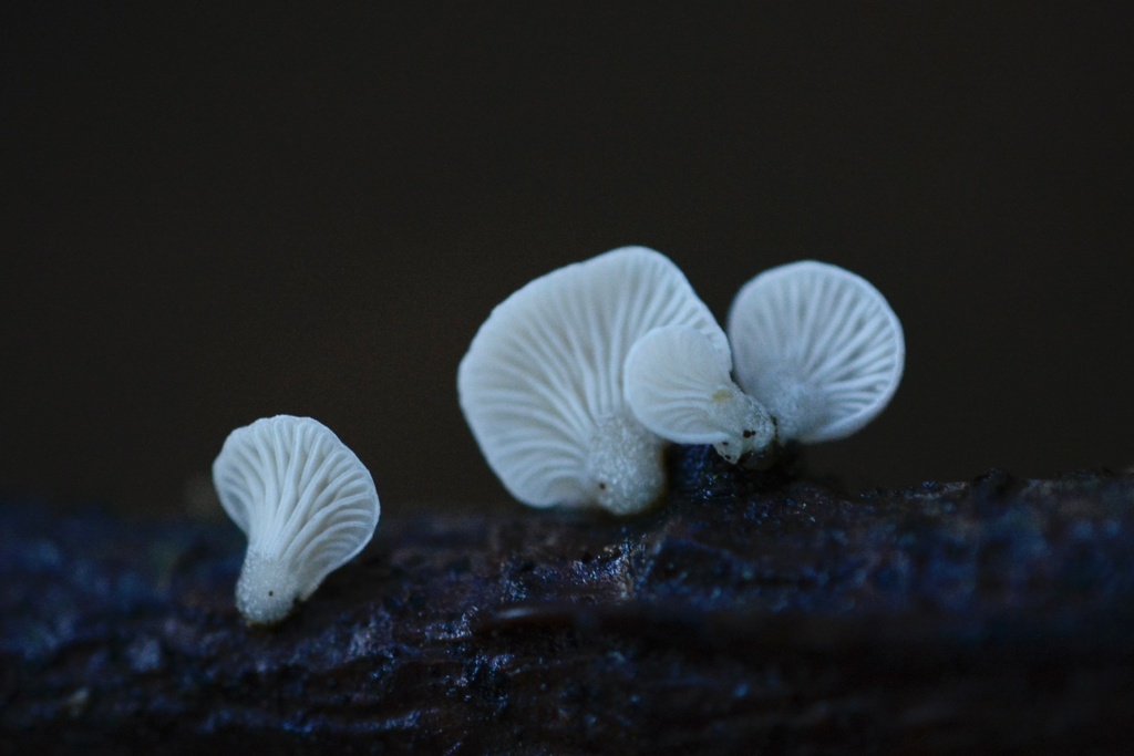 Panellus mitis · January 2026 · photo: © cryptomarasmius (iNaturalist, cc-by)