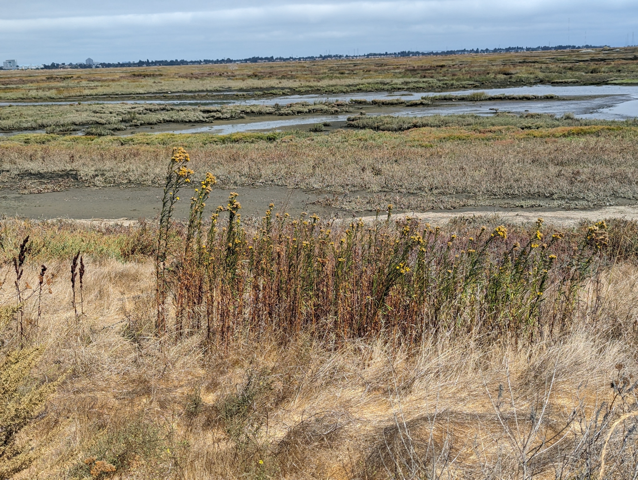 Western Goldenrod (Euthamia occidentalis)