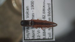 Pomachilius spinifer