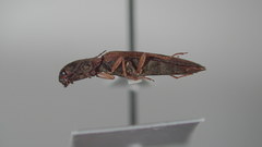 Pomachilius spinifer