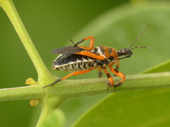 Apiomerus flaviventris