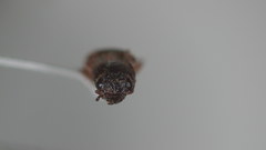 Pomachilius spinifer