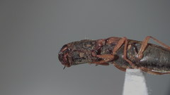 Pomachilius spinifer