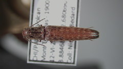 Psiloniscus sticticus