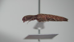 Psiloniscus sticticus